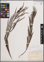 Foto von Salix eleagnos Scop.